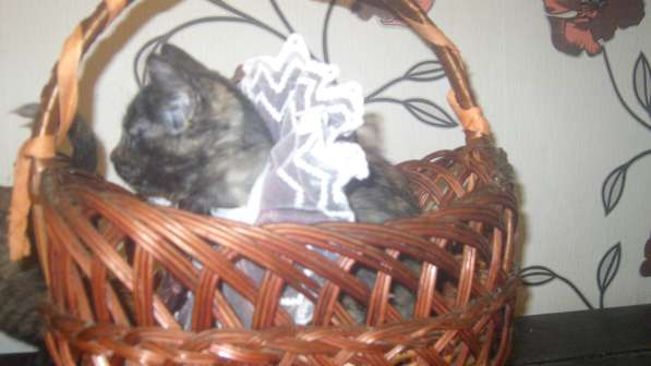 Весёлые и ловкие котятки ищут дом в фото 4