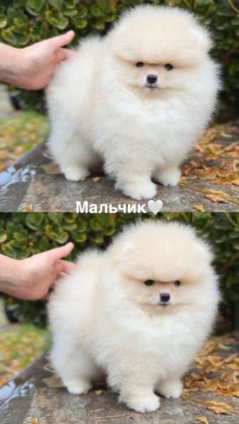 Щенок померанского шпица тип «мишка»