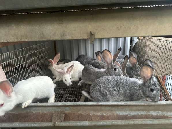 Кролики СОВЕТСКАЯ ШИНШИЛА в Хасавюрте фото 3