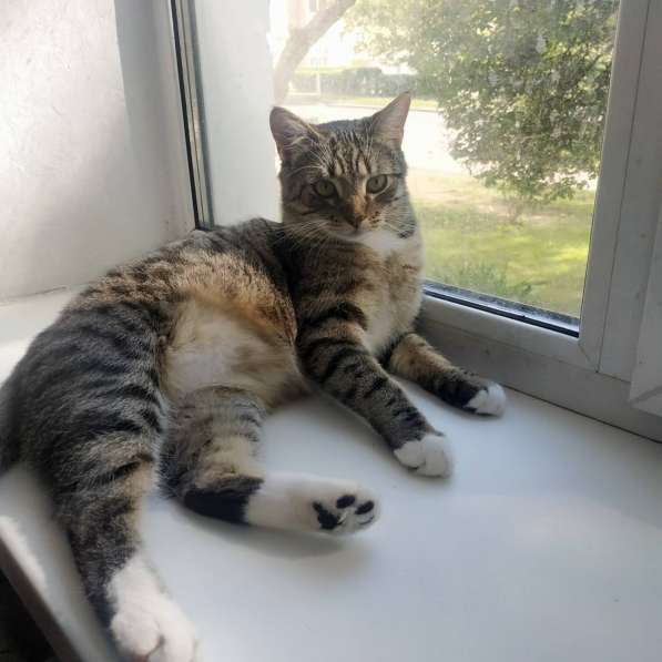 Срочно котенок в дар в 