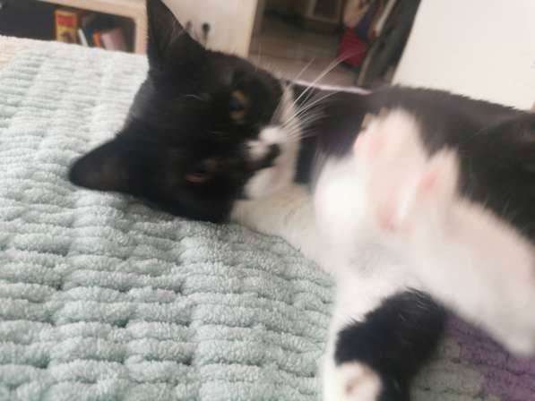 Кошечка в Дар в фото 4