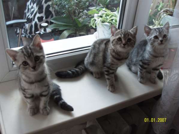 Продаются породистые короткошерстные британские котята в фото 9