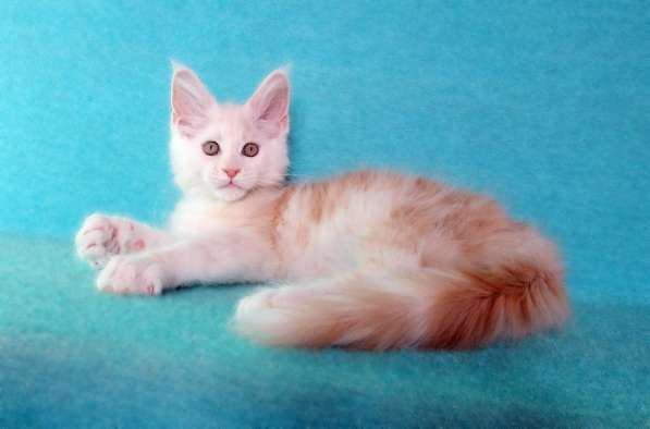 Апельсинки к Новому Году в Рязани фото 50