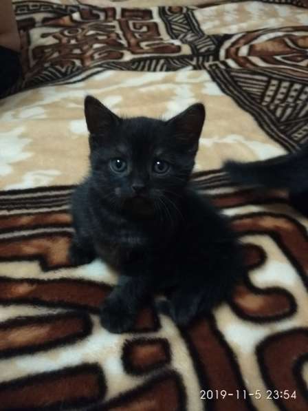 Котёночек!!! в Набережных Челнах