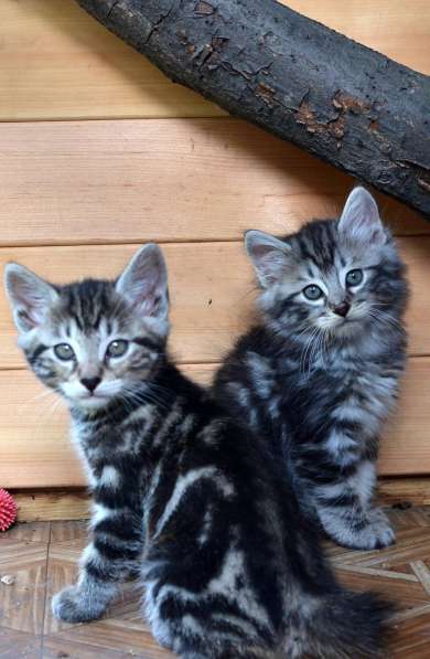 Котенок порода Курильский бобтейл в Москве фото 14