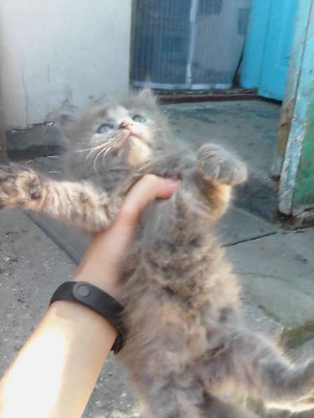 Отдам котят в добрые руки БЕСПЛАТНО город Алушты в Алуште фото 8