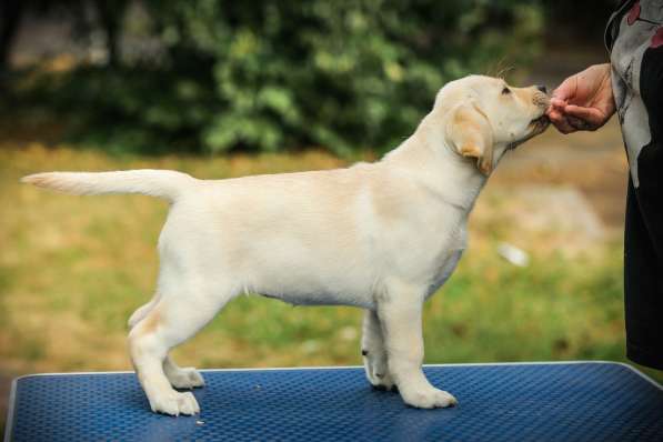 High quality Labrador Retriever puppies в фото 45