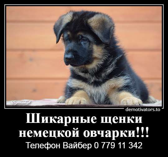 Продается щенок немецкой овчарки!!!