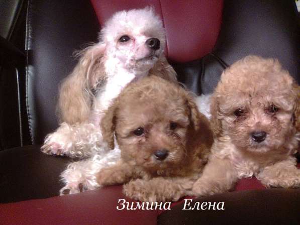 Щенки миниатюрного пуделя в Москве