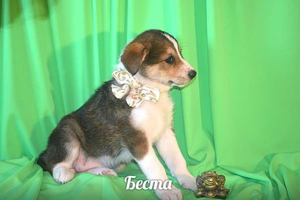 Щенки-девочки Беста, Бетти, Бесси Возраст 2 мес в Санкт-Петербурге фото 9