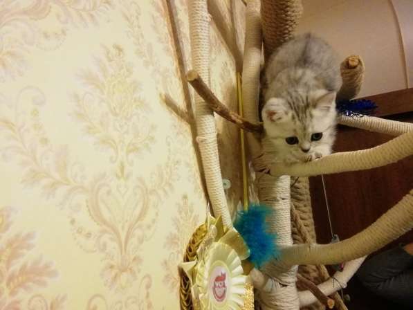 Продажа Британских котят в Пскове фото 10