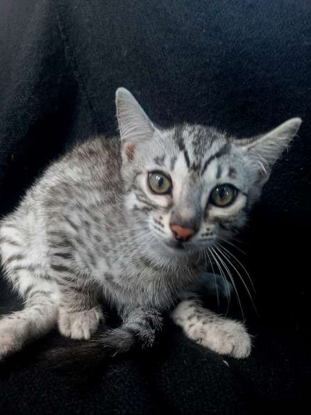 Бенгальский котенок мальчик серебро в Волгограде