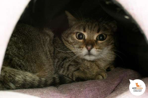 Скоро ли Кендис встретит своего хозяина в Москве