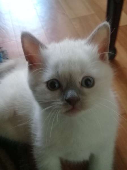 Шотландские котята в Санкт-Петербурге фото 29