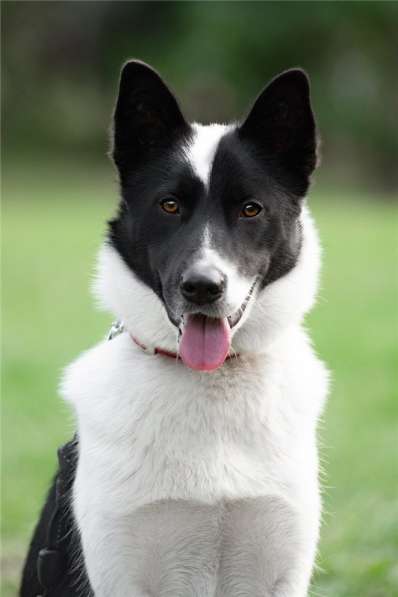 Красивый пёс Рэнди в добрые руки! в Москве фото 40