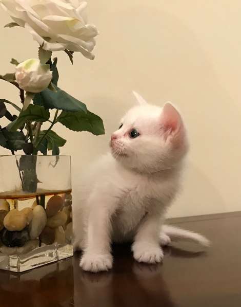 Шотландские котята в Нижнем Новгороде фото 8