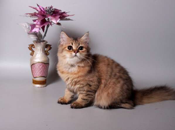 Золотая британская девочка