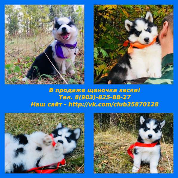 Щеночки хаски яркого черно-белого и серо-белого окраса