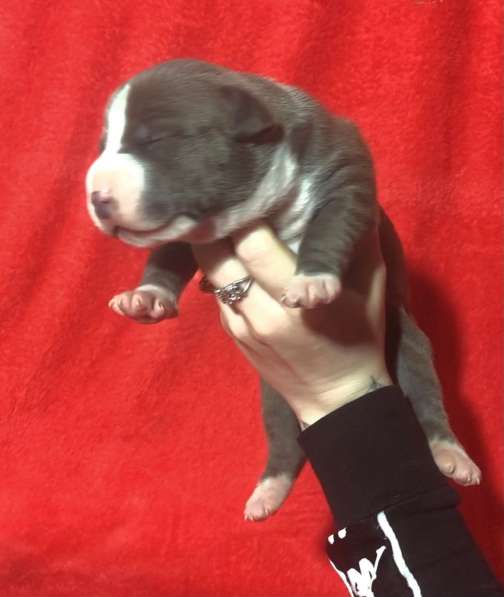 Голубые парни Амсттаффа от чемпиона резерв ркф в Москве фото 17