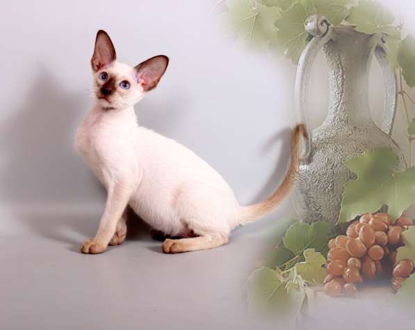 Ориентальные котик в Москве фото 6