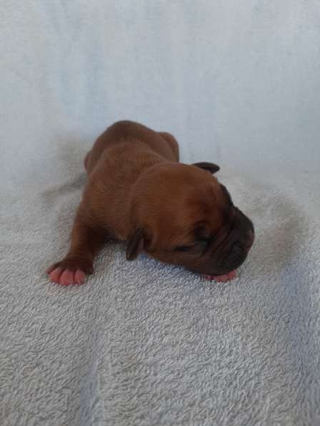 Милые мальчики и девочки Амстаффа резерв ркф в Москве фото 57