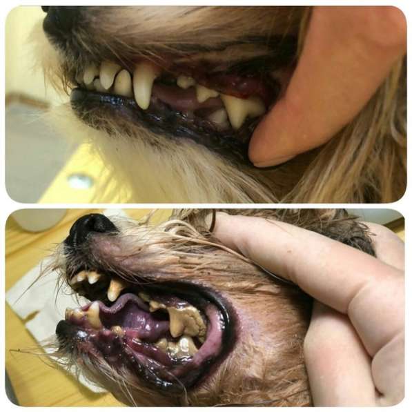 Ультразвуковая чистка зубов кошкам и собакам в Казани