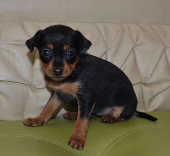 Очаровательные тойчики для души в Нижнем Новгороде фото 11