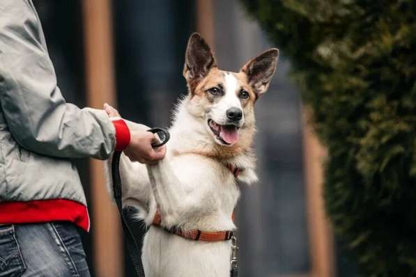 Тунис в поисках любящей семьи в Москве фото 22