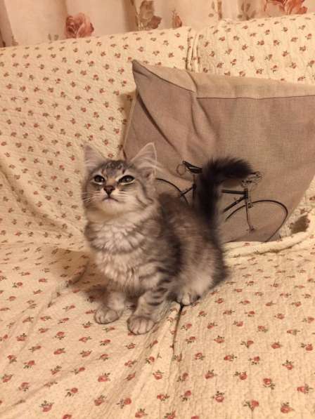 Метис сибирской кошечки! в Москве