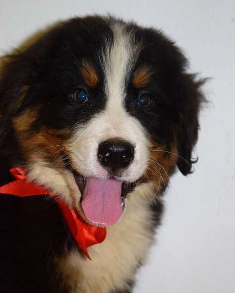 Счастье ищет дом в Перми фото 7