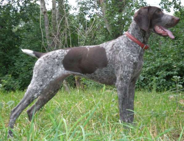 Чистокровный Курцхаар