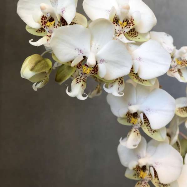 Орхидея Phalaenopsis stuartiana Pico