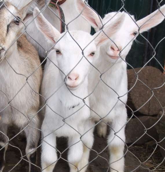 Чистопородные зааненские козлики в Голицыне фото 24