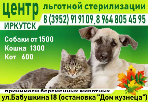 Льготная стерилизация животных в Иркутске фото 6