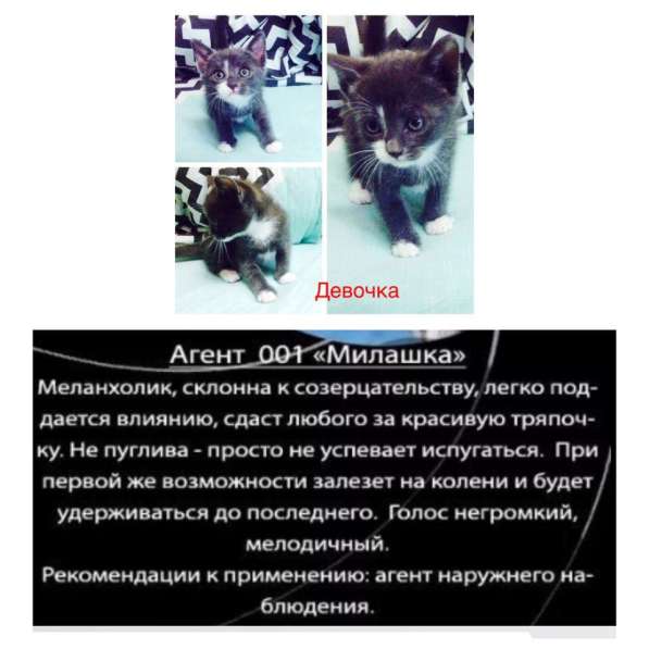 Котята в добрые руки бесплатно в Симферополе фото 3