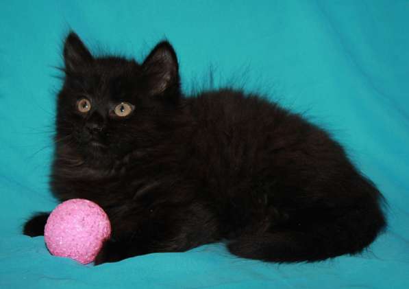 Котенок девочка в добрые руки в Москве фото 21