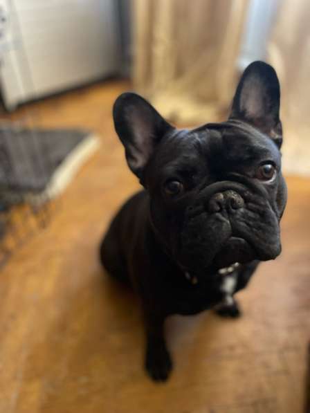 Французкий бульдог