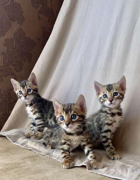 Бенгальские котята в Ростове-на-Дону фото 21