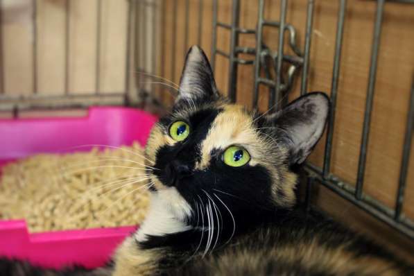 Очаровательная Фани в поисках нового дома в Москве