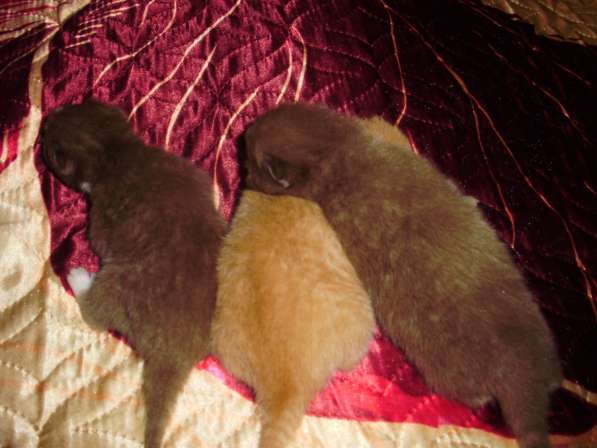 Британский котенок в Краснодаре фото 20