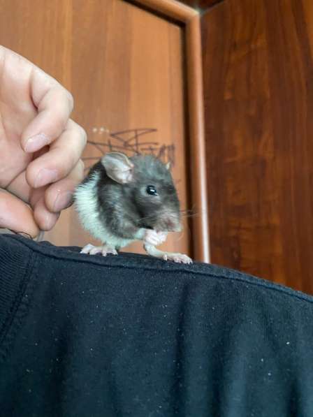 Маленькие крысята в Нижневартовске