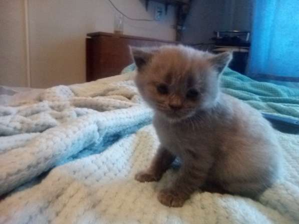 Шотландский денди скоттиш- страйт в Санкт-Петербурге фото 27