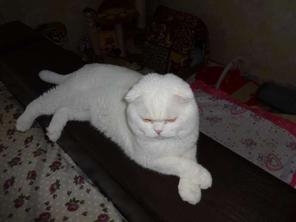 Белый голубоглазый котик с документами на вязку в фото 6