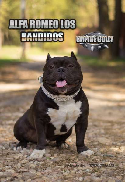 Американский булли. Щенки в 