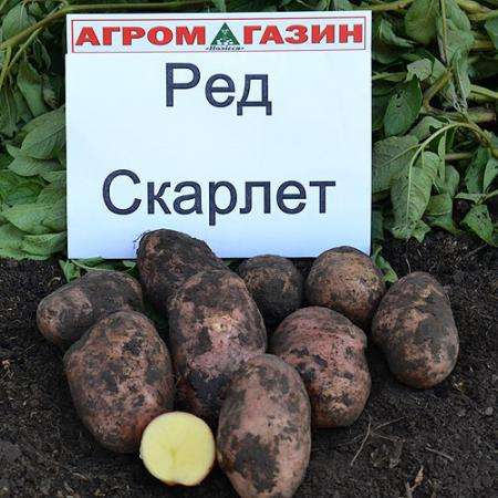 Картофель оптом +5 от производителя! в Екатеринбурге