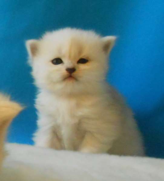 Продаётся британский котенок серебристой шиншиллы в Москве фото 7