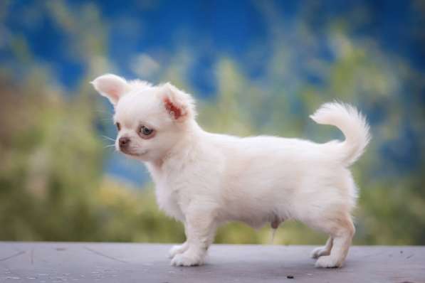 Чихуахуа в фото 6