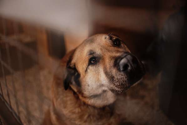 Кохинор ищет семью в Москве фото 56