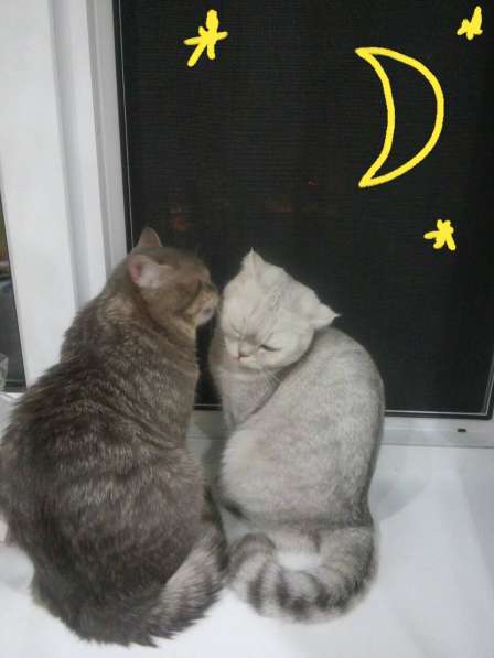 Продаю кота в Саратове фото 3