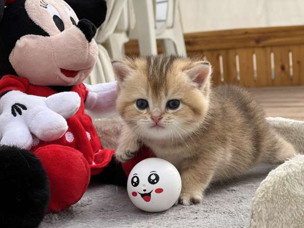 Продаётся котёнок британец! в фото 27